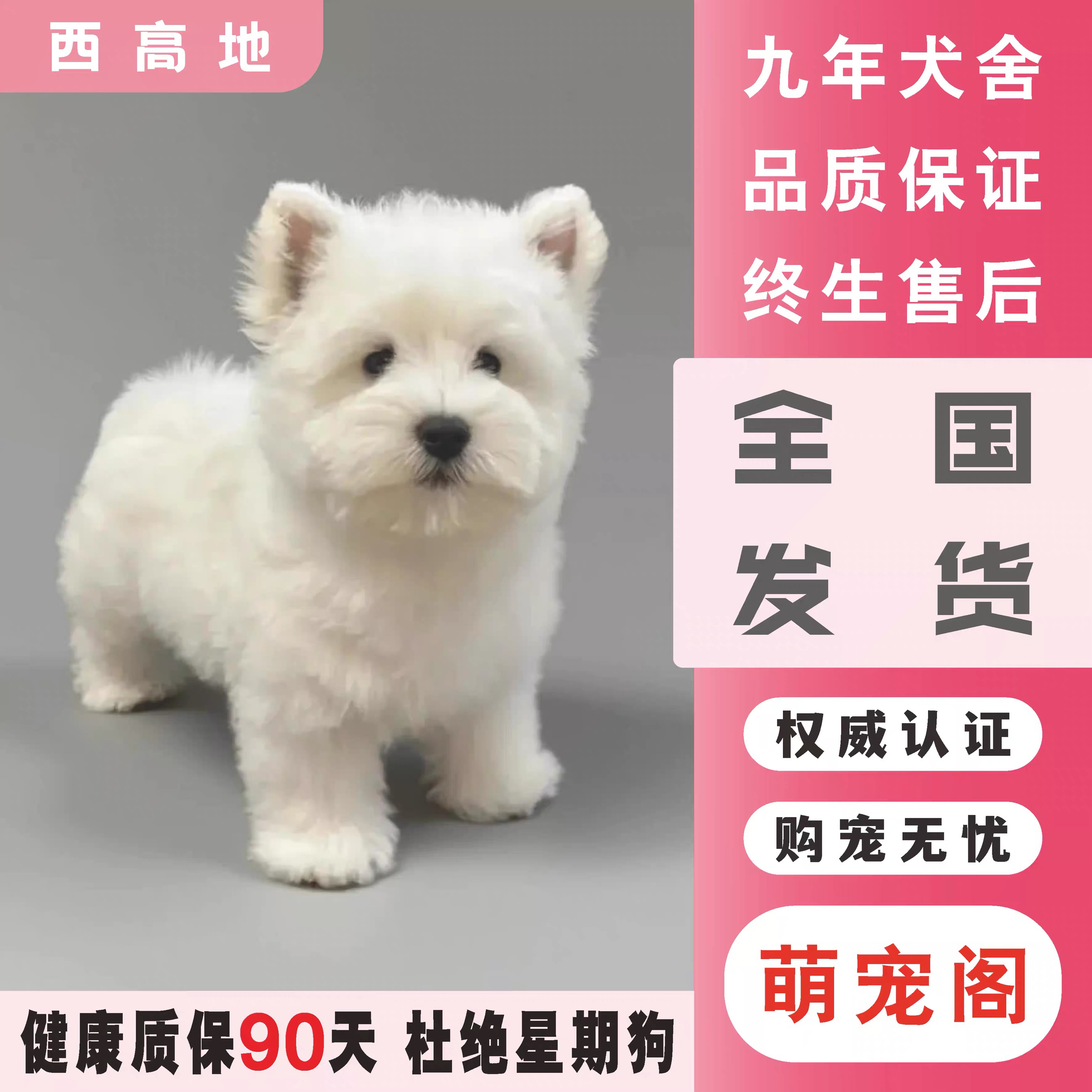 纯种西高地幼犬软毛刚毛西高地白梗犬双血统赛级网红宠物活体狗狗