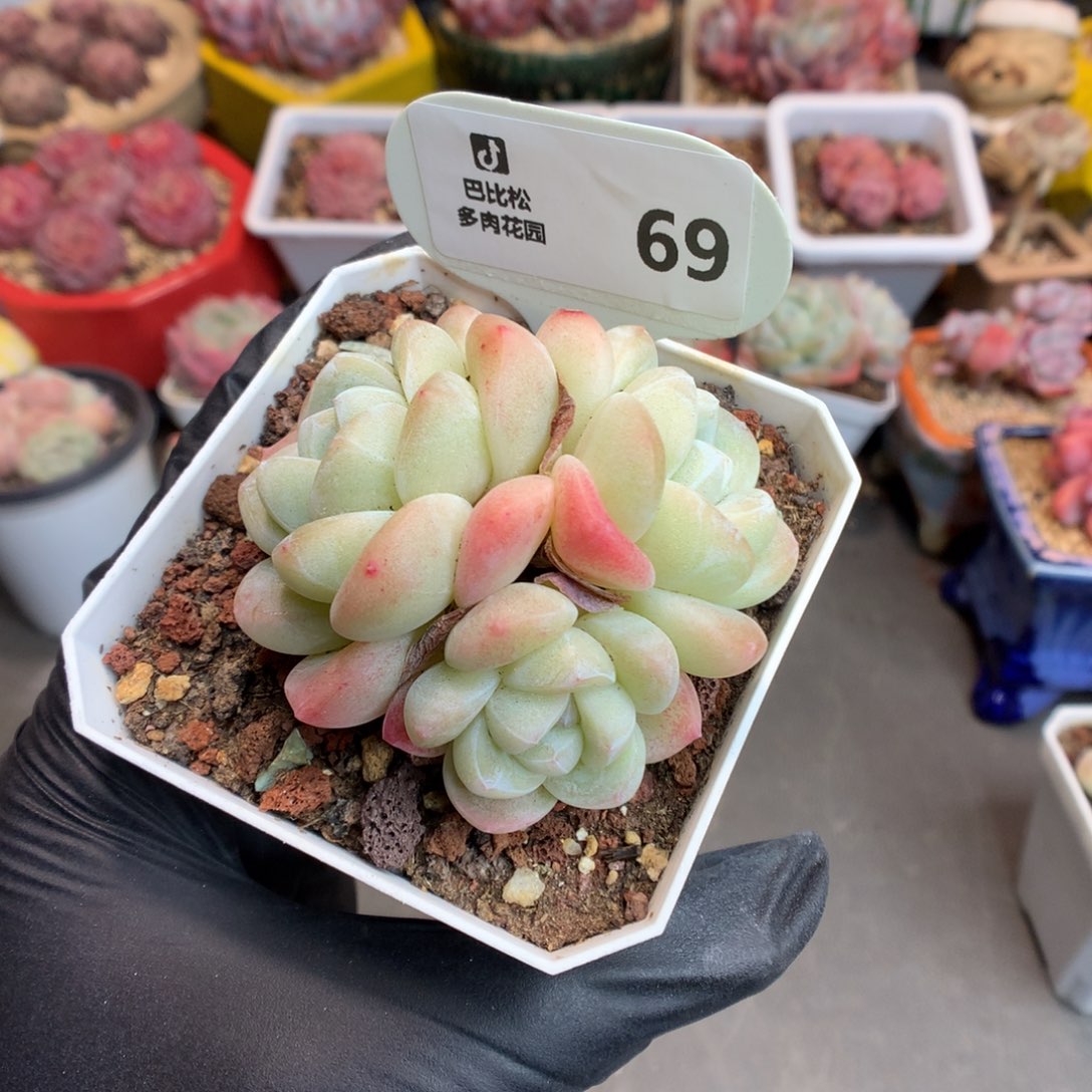 69 三头冰玉多肉