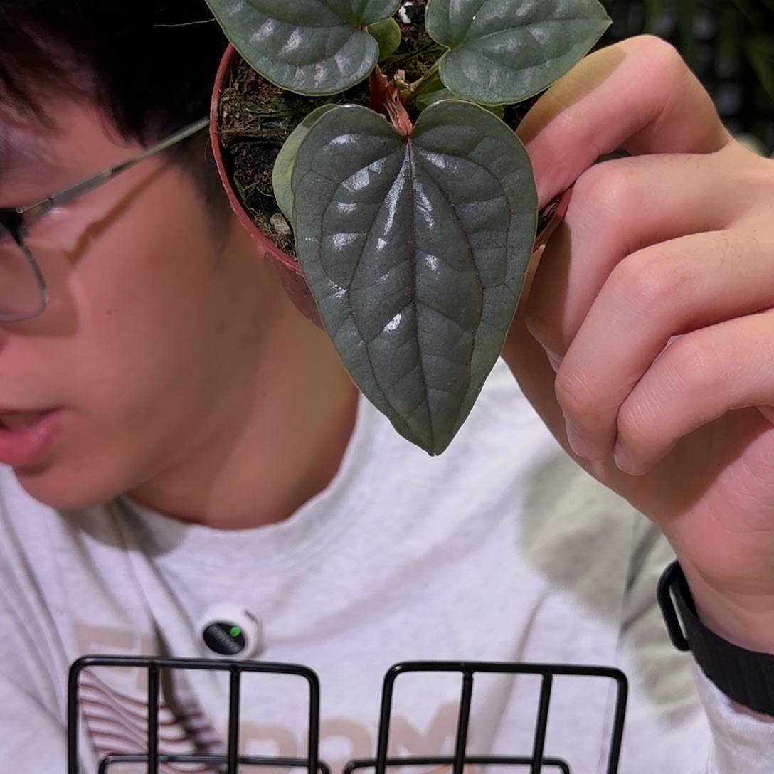 完全开放I55 籽播奢华