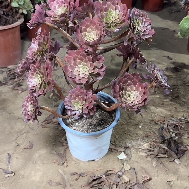 多肉植物黑铜壶24