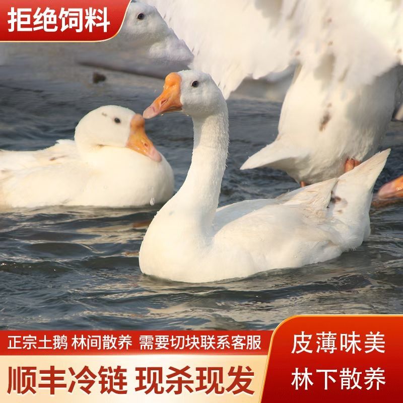 农家散养大白鹅带心肝新鲜鹅肉土鹅仔鹅瘦肉多顺丰包邮