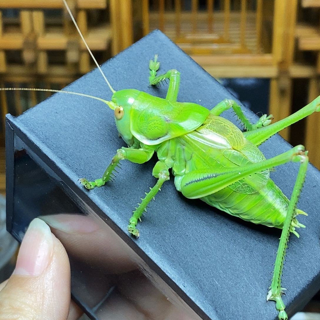 绿蝈蝈哈哈哈哈哈哈哈