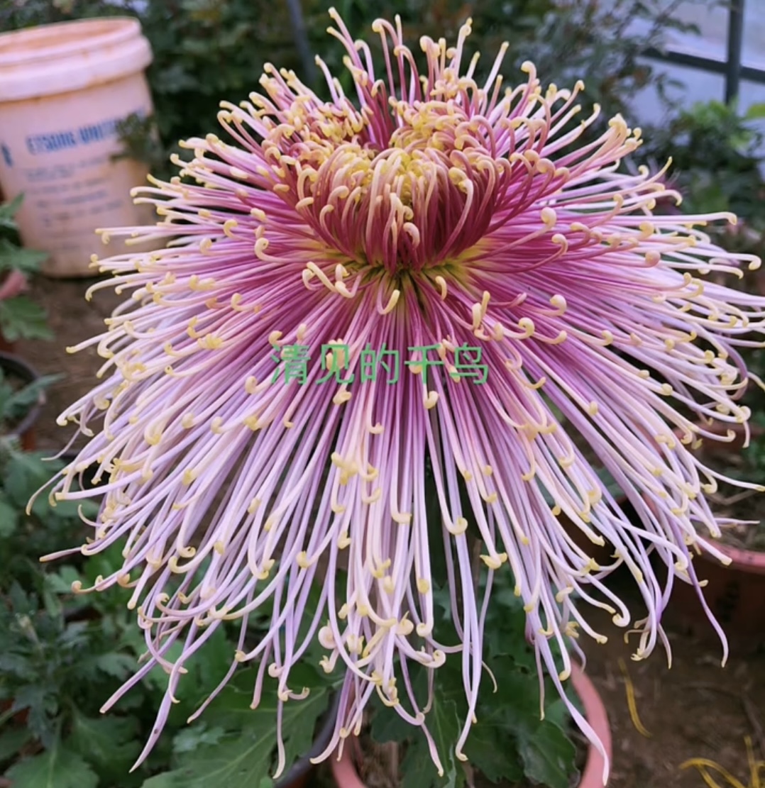 【清见飞鸟】超大菊花盆栽大花多年生耐寒好养绿植花卉带花苞发货