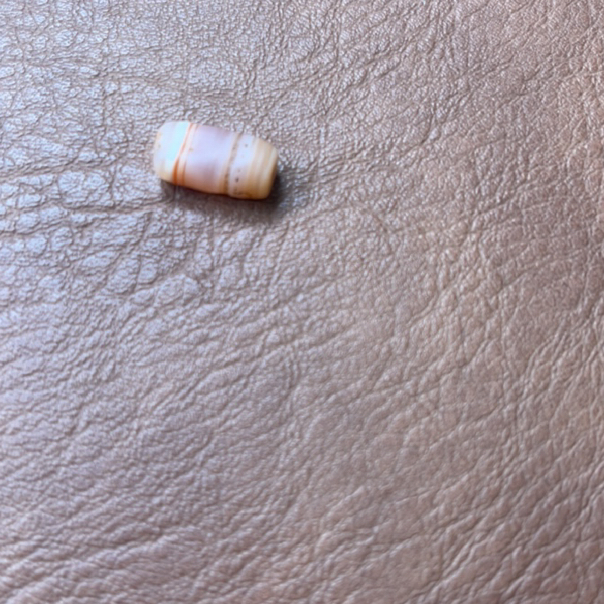 三纹鱼桶珠子子子