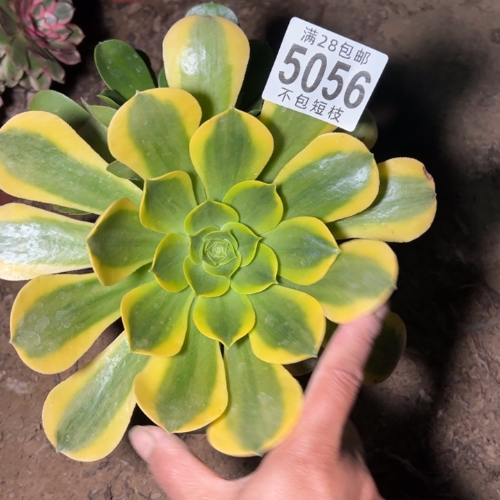 香炉盘黄锦5056法师