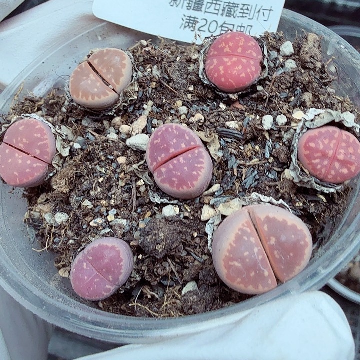 是一个不想被爱又不得不付出111哈哈