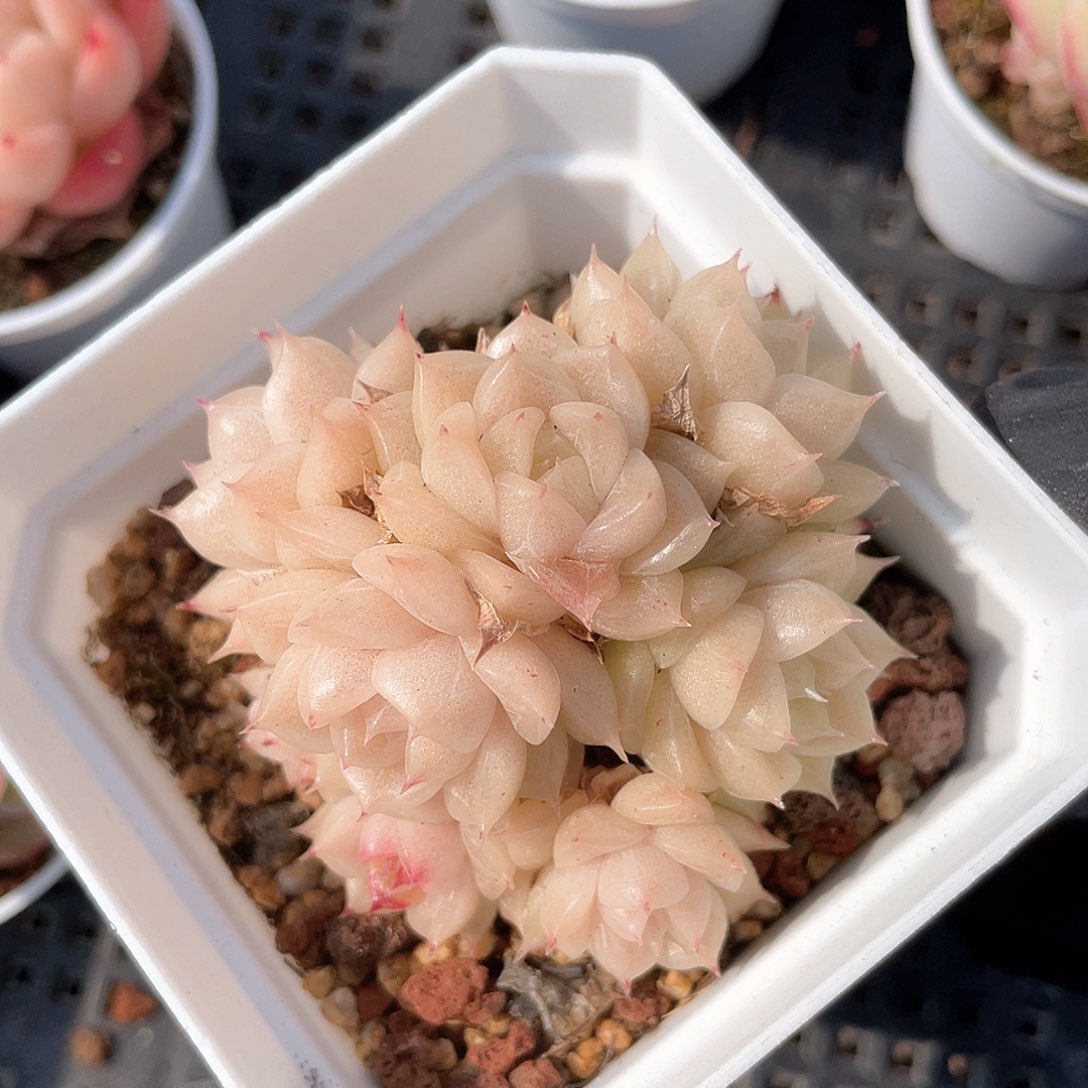 优选麦秆福利648