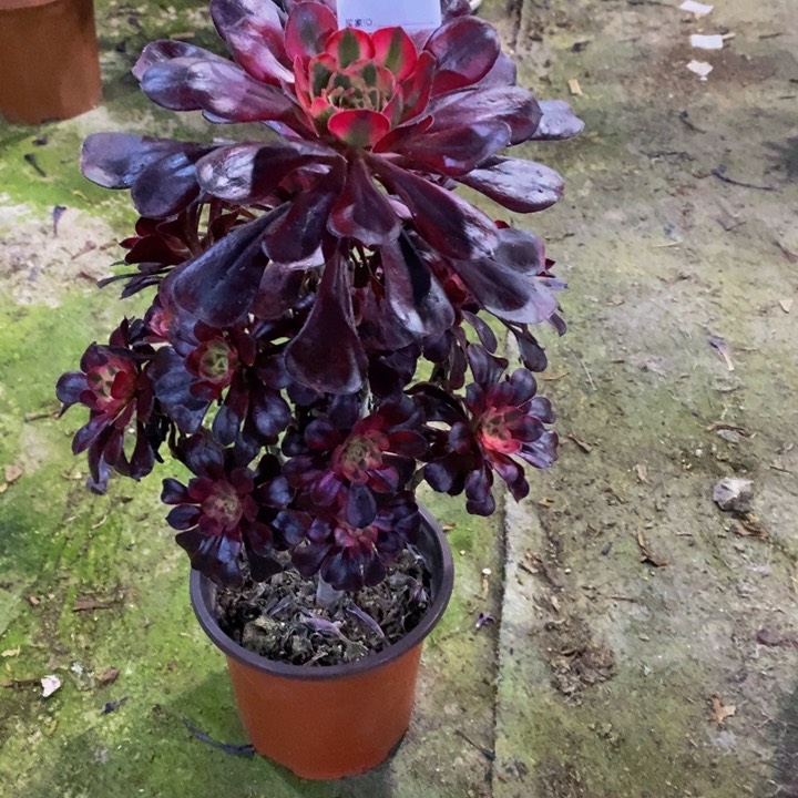 丽娜多肉植物882