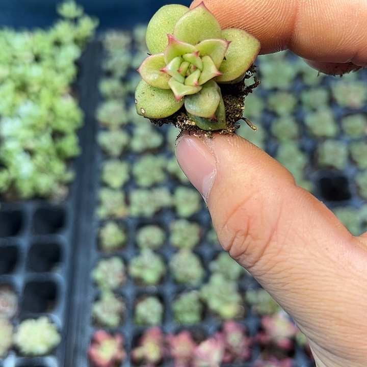 蔷薇玫瑰 满10颗包邮