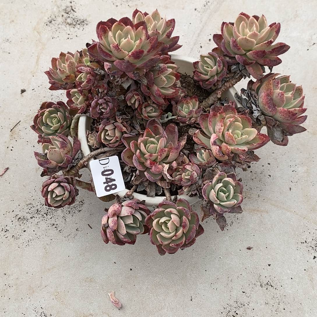 宇****媒048丝绸多肉植物