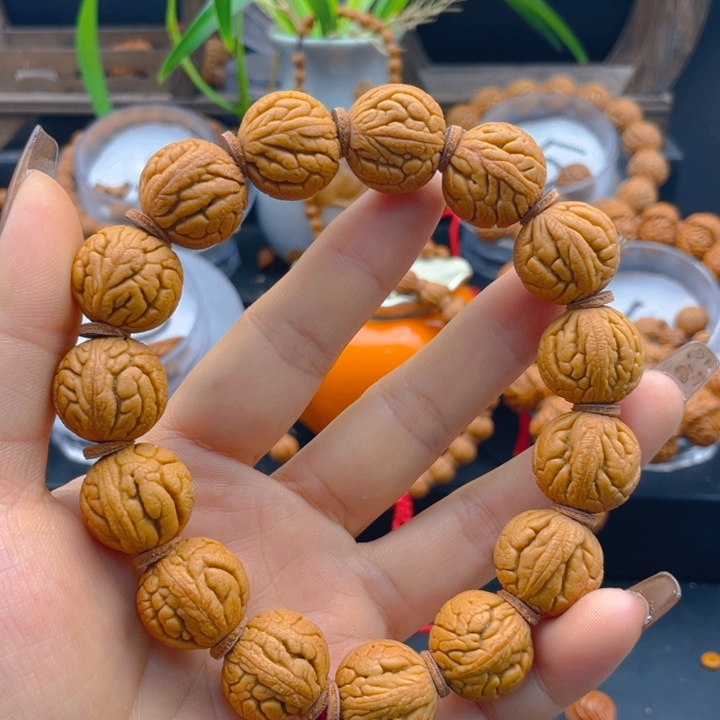 金丝龙珠。红红火火