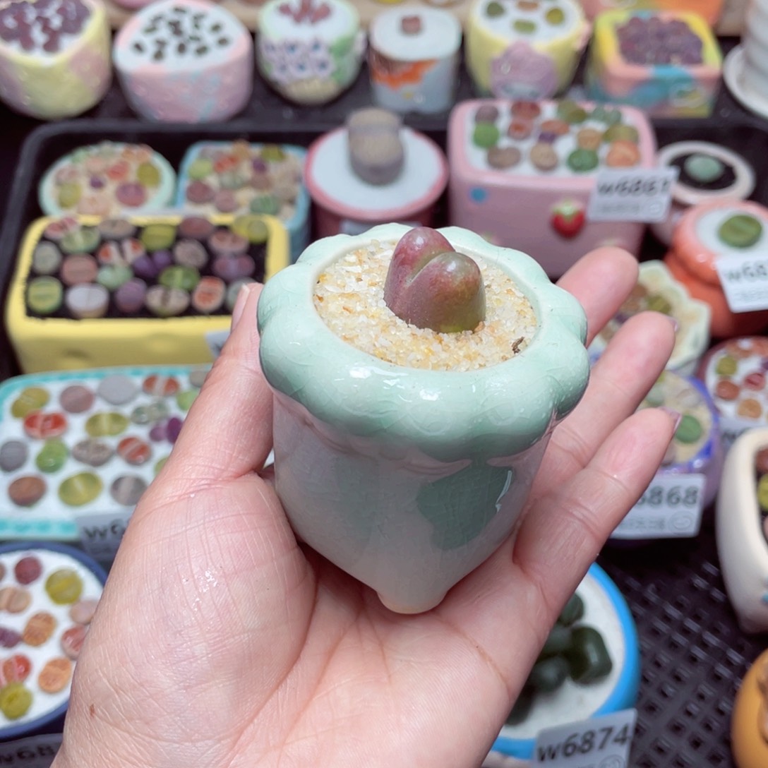 w6876 -零下地区拍保温箱-15支持寄养