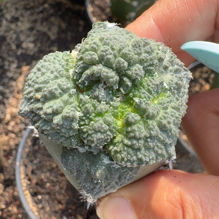 哥斯拉小苗无毛仙人球