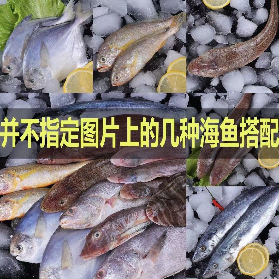 汕尾本港海捕鲜鱼，直播拼单套餐坏单包赔以直播间为准