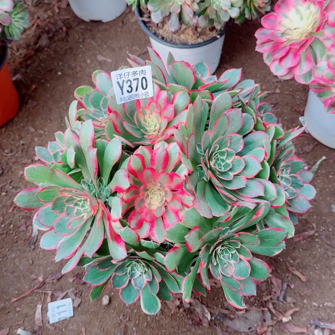 粉花妖发师370冠幅26