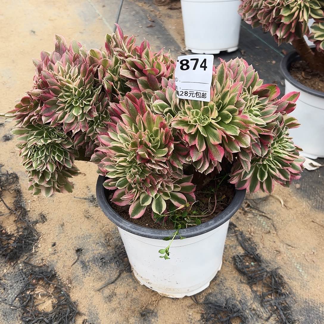 874粉女巫缀多肉植物