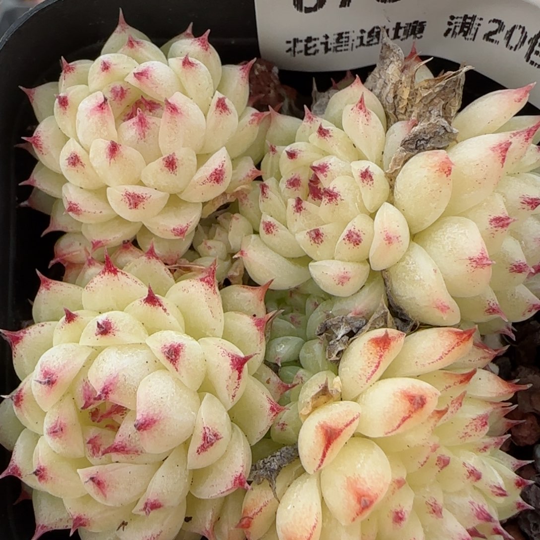 花语逸镜0129-676