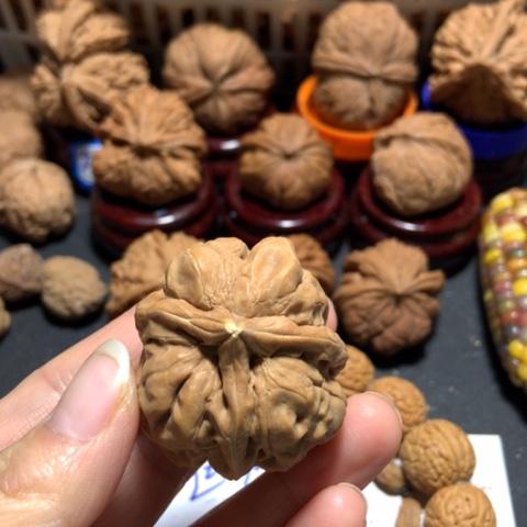 核桃顾****.蛤蟆三棱一个