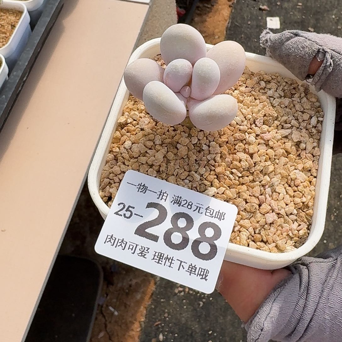 蛋黄奶多肉无盆土发货