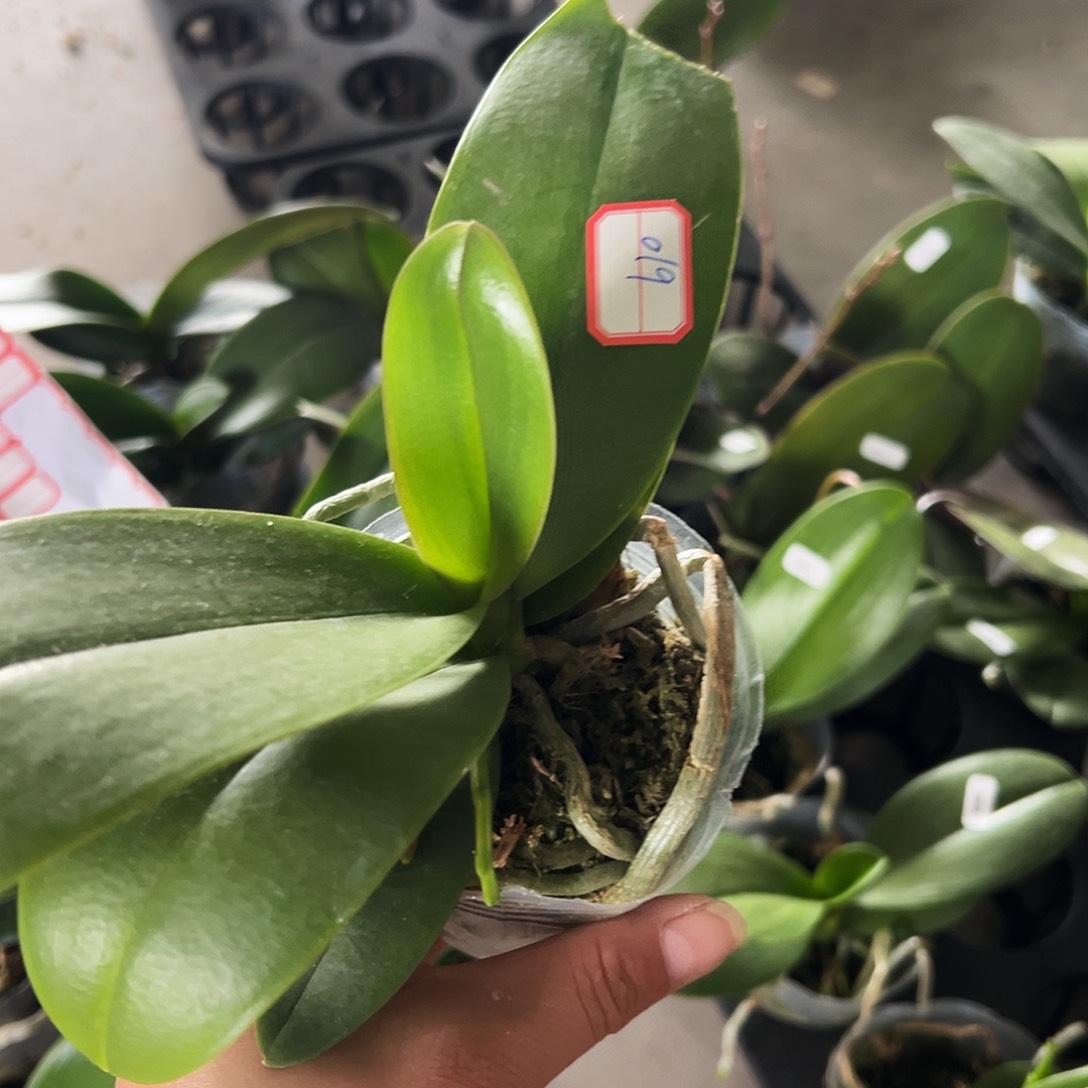 当前无花栽培后可以开花清*019金树一代瑕疵苗