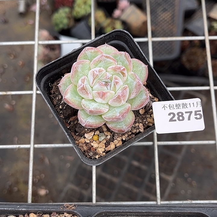 阿雅园艺。       2875钻石4