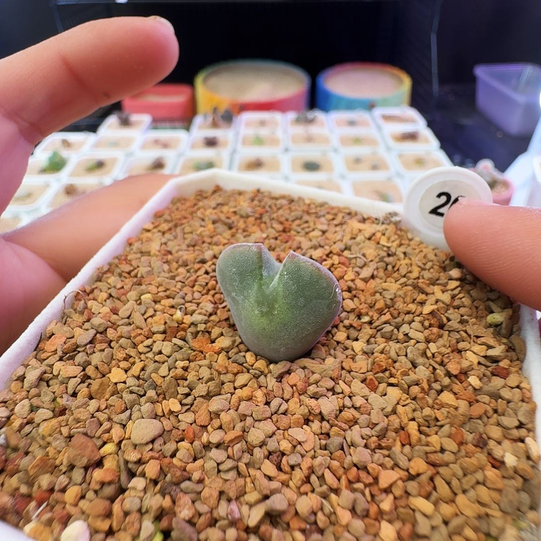 你****多肉植物福利蛙哥三年半空蝉223