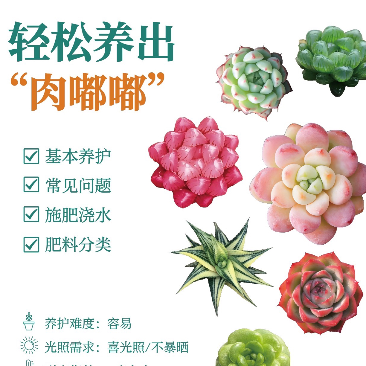 苹果奶福利6颗多肉植物