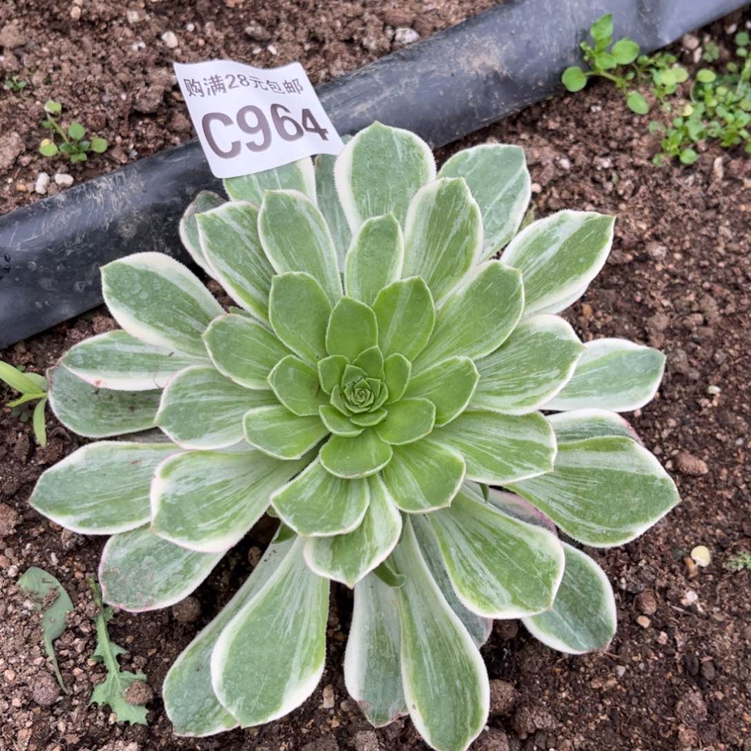 964多肉植物万花筒