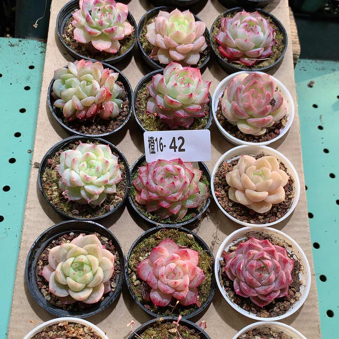 16-42一物一拍带盆18颗