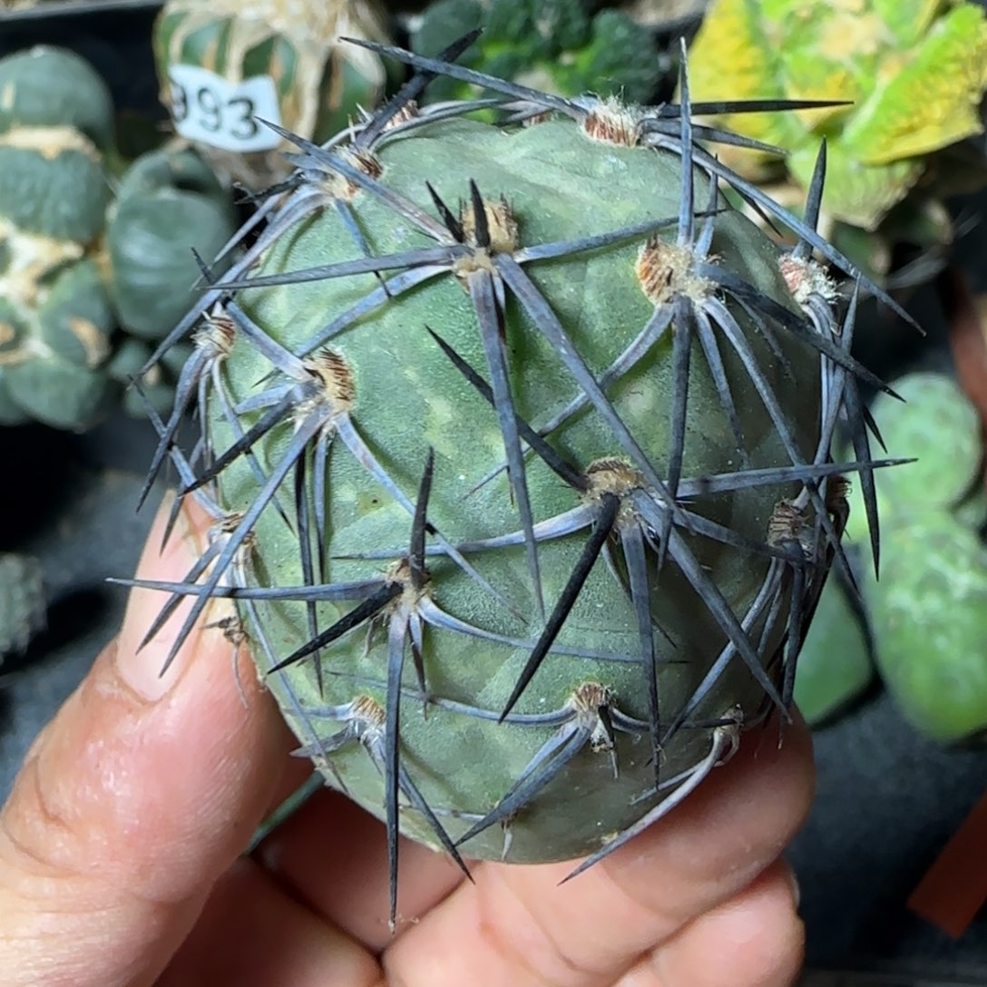 【闪购商品】无花朵原地特黑粗刺墨麒麟侧牙