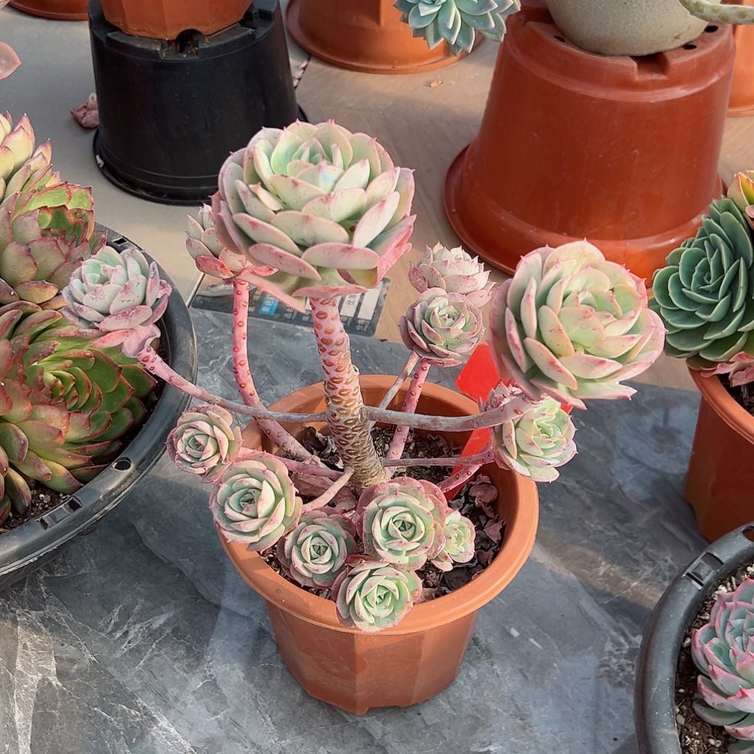 紫*1051克罗地亚玫瑰