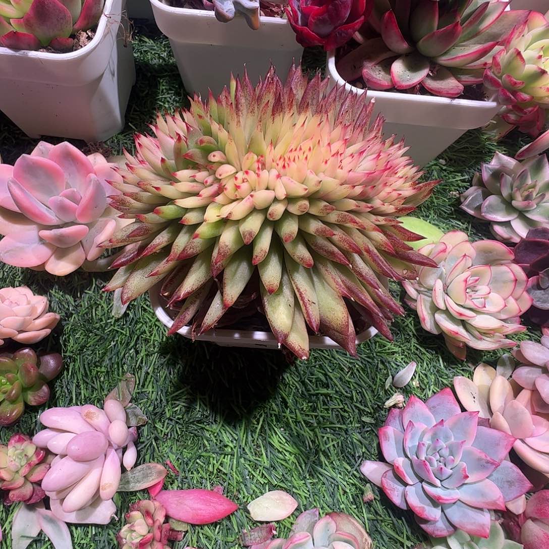 C***茵多肉植物多肉植物