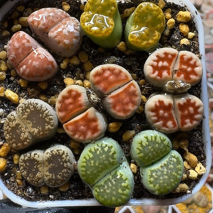 生石花1121111。   70