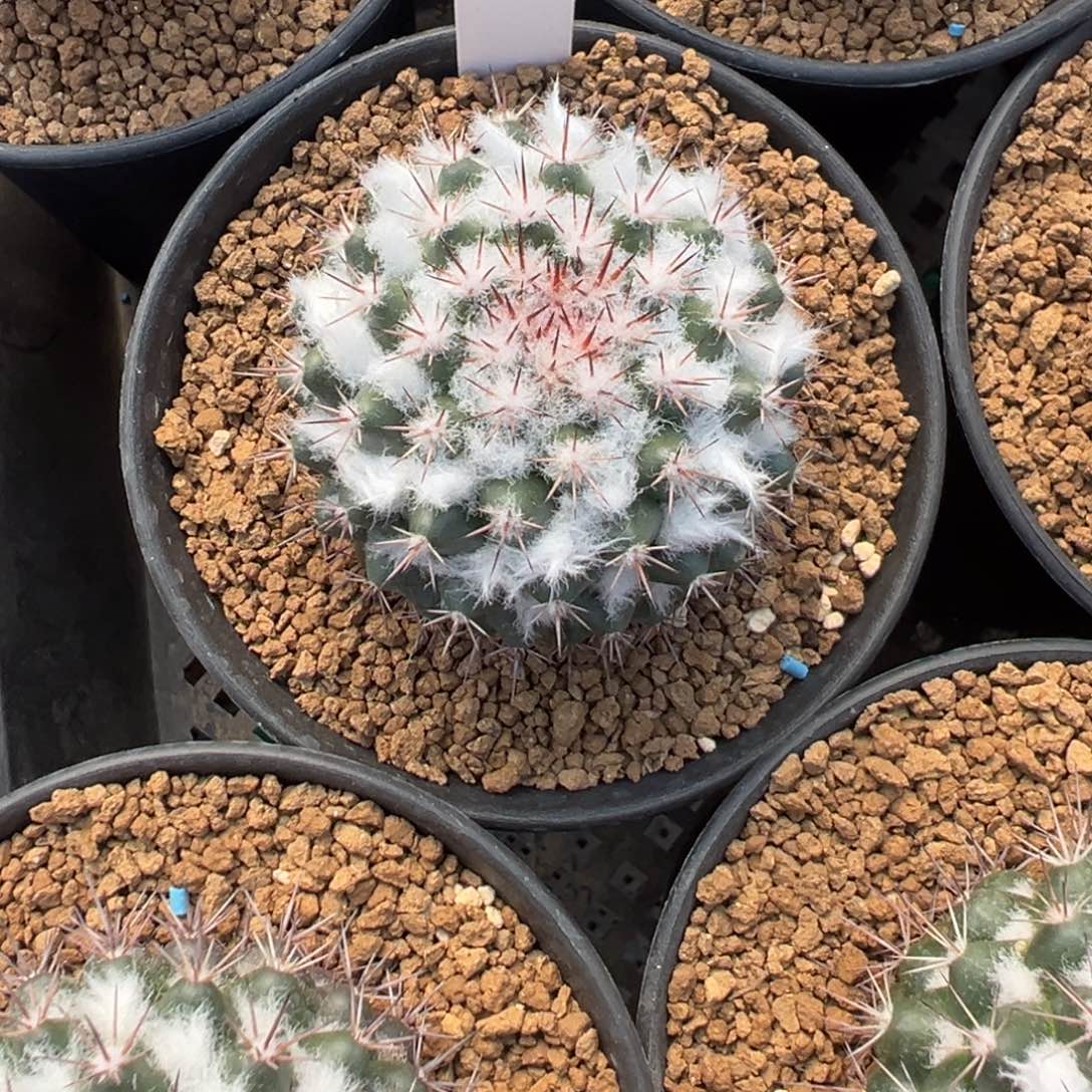 341实生根茶先丸多肉植物带盆土