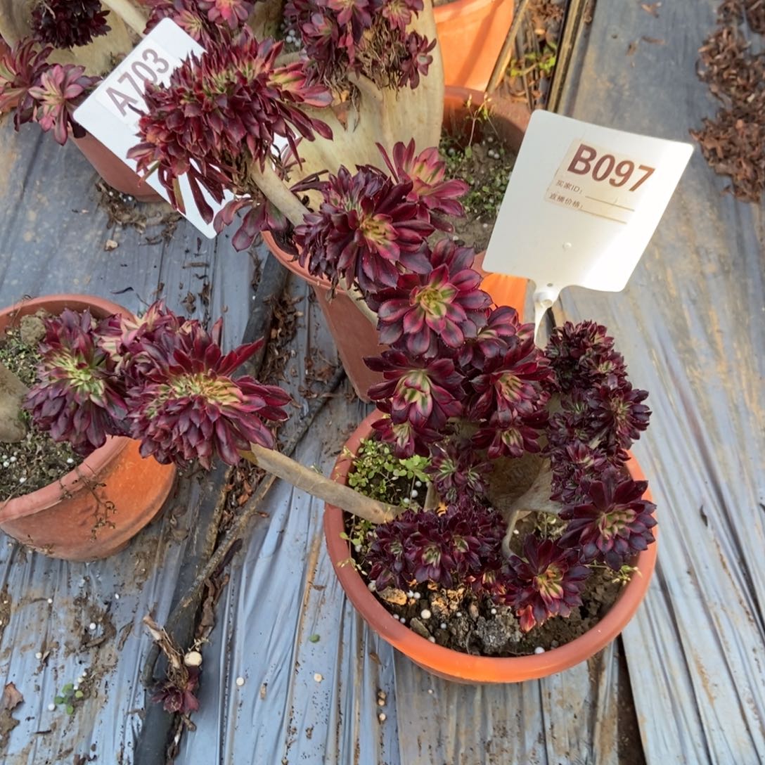 p***sB097魔法锦干伤处理