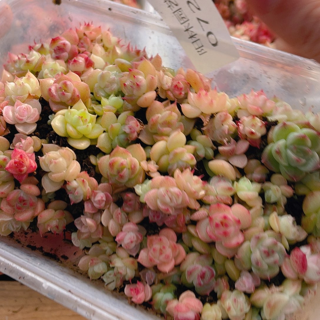 多肉植物多肉植物729