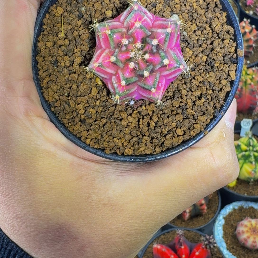 米哈星球0000000013