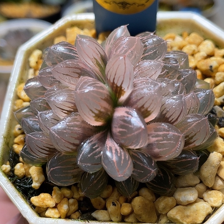 629双头亚成超糊绯桃