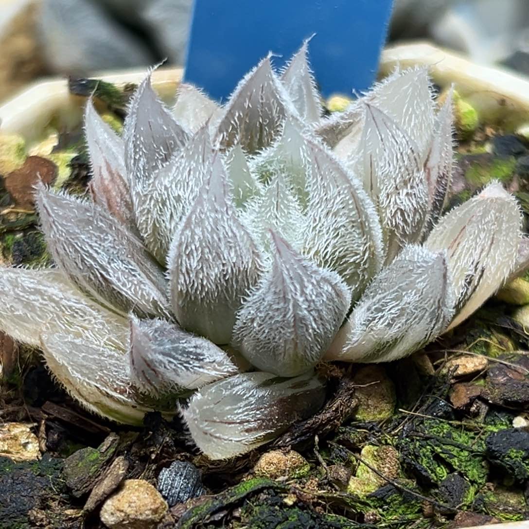 恭喜发财大吉大利756