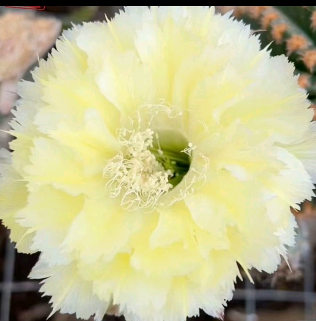 仙人球彩草梨花落无根侧芽4公分以上