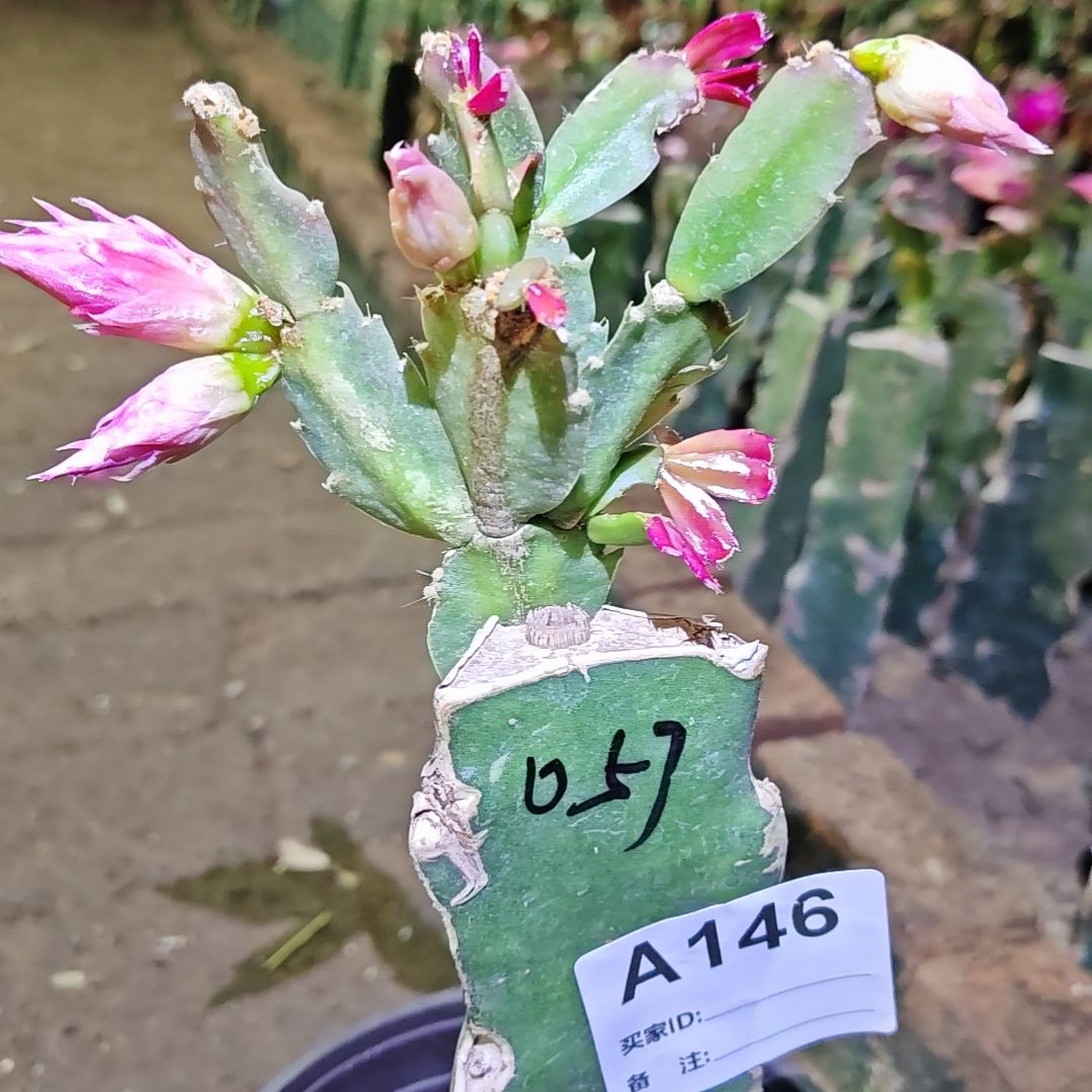 057嫁接脱土脱盆易掉芽苞芽146