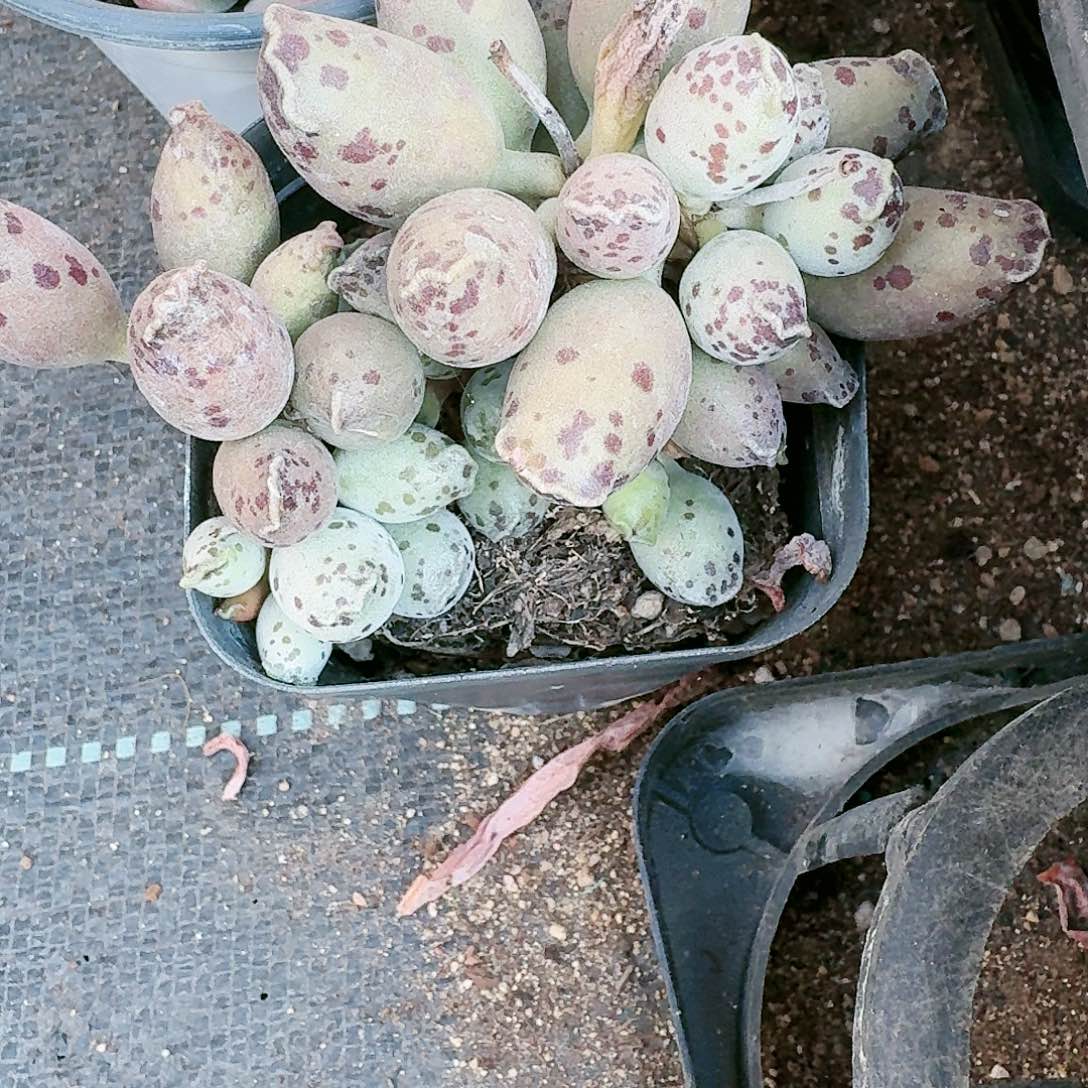 【满20包邮】零下拍保温箱