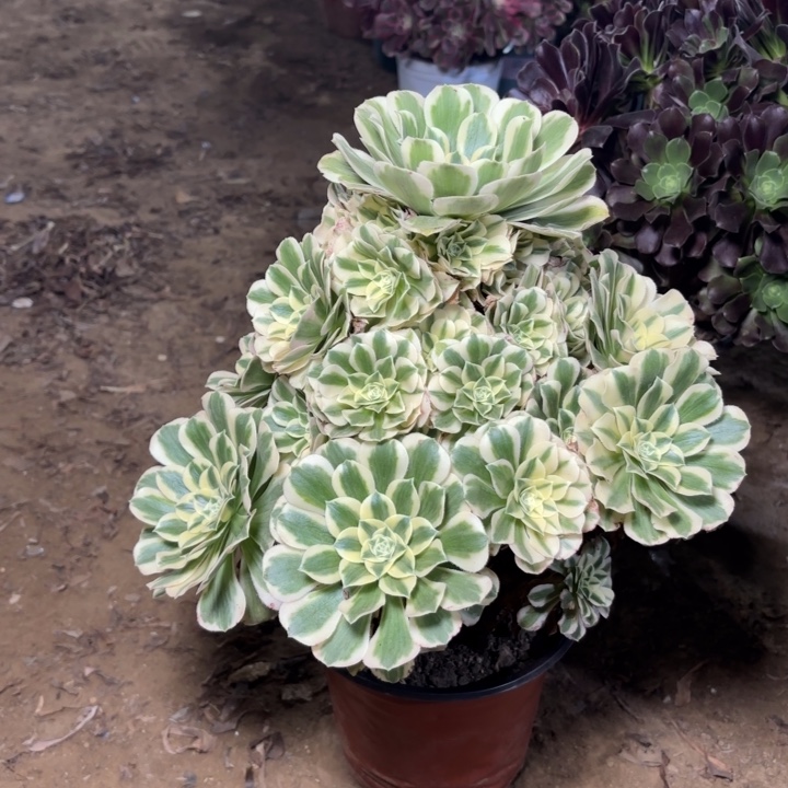 多肉植物法师迈巴赫20