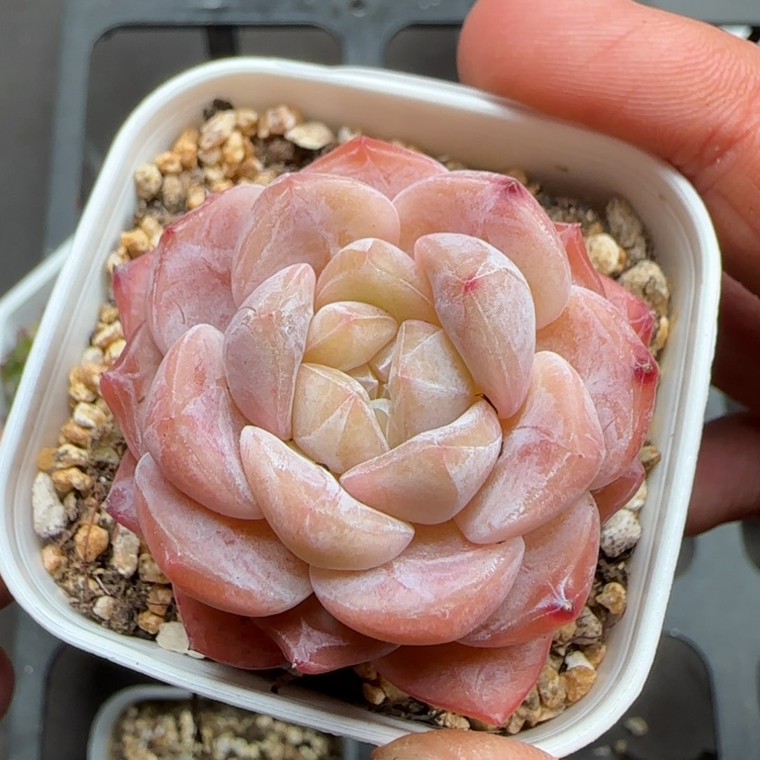 一物一拍冰魄24147