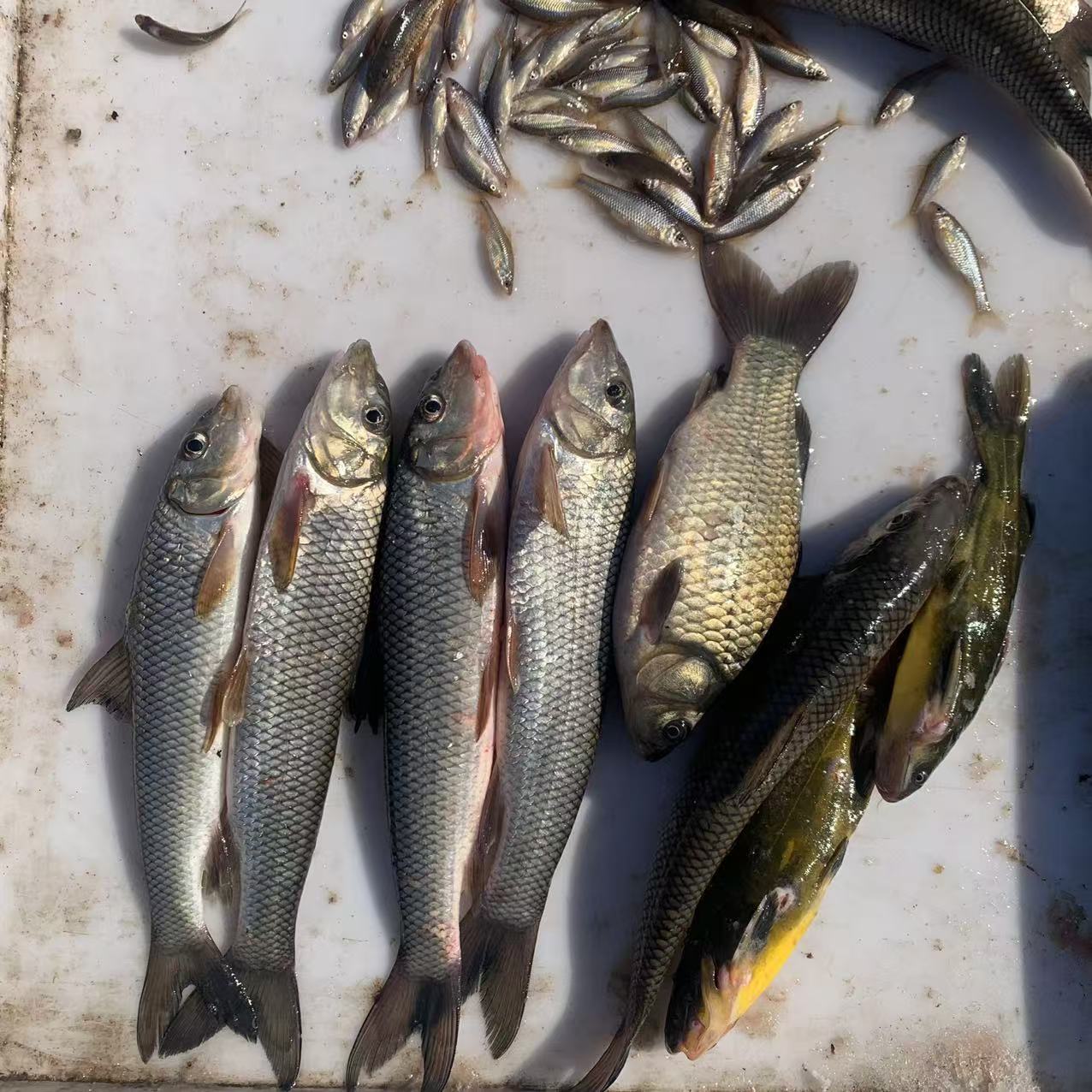 松花江冬捕鱼开江鱼江杂鱼改价专用链接