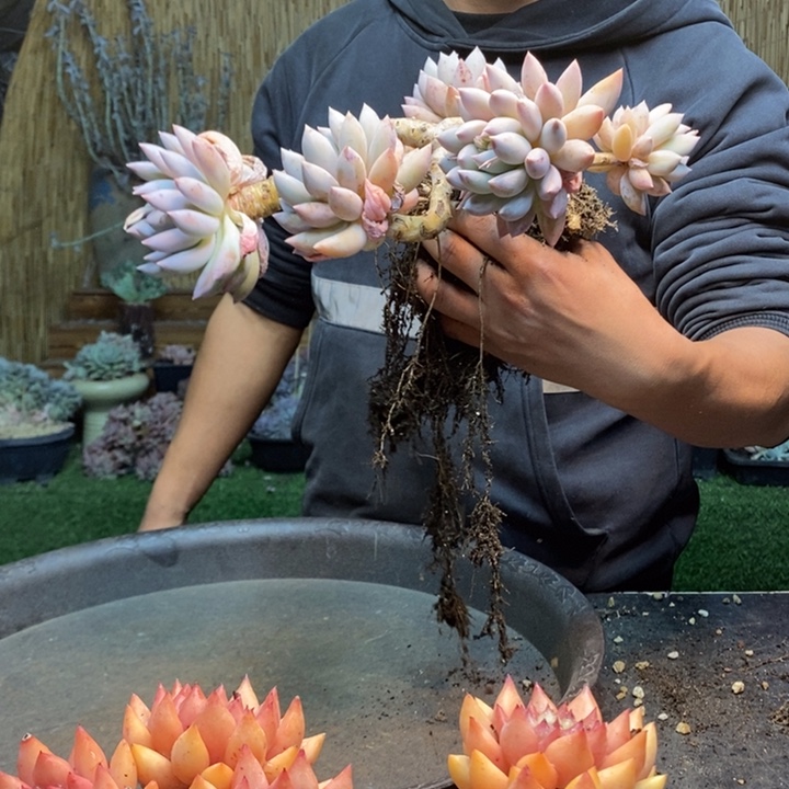 辉***烤863号所罗门多肉植物