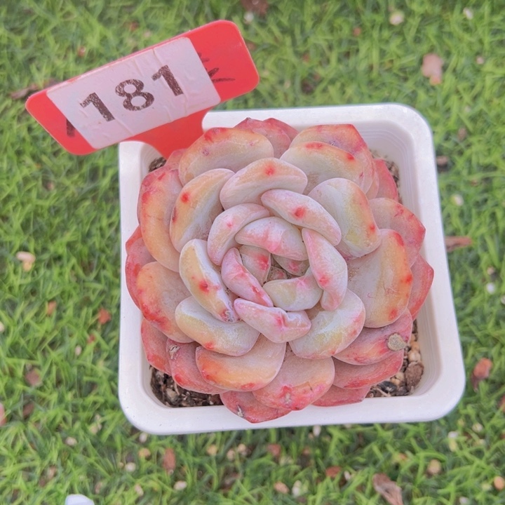 健健康康平平安安