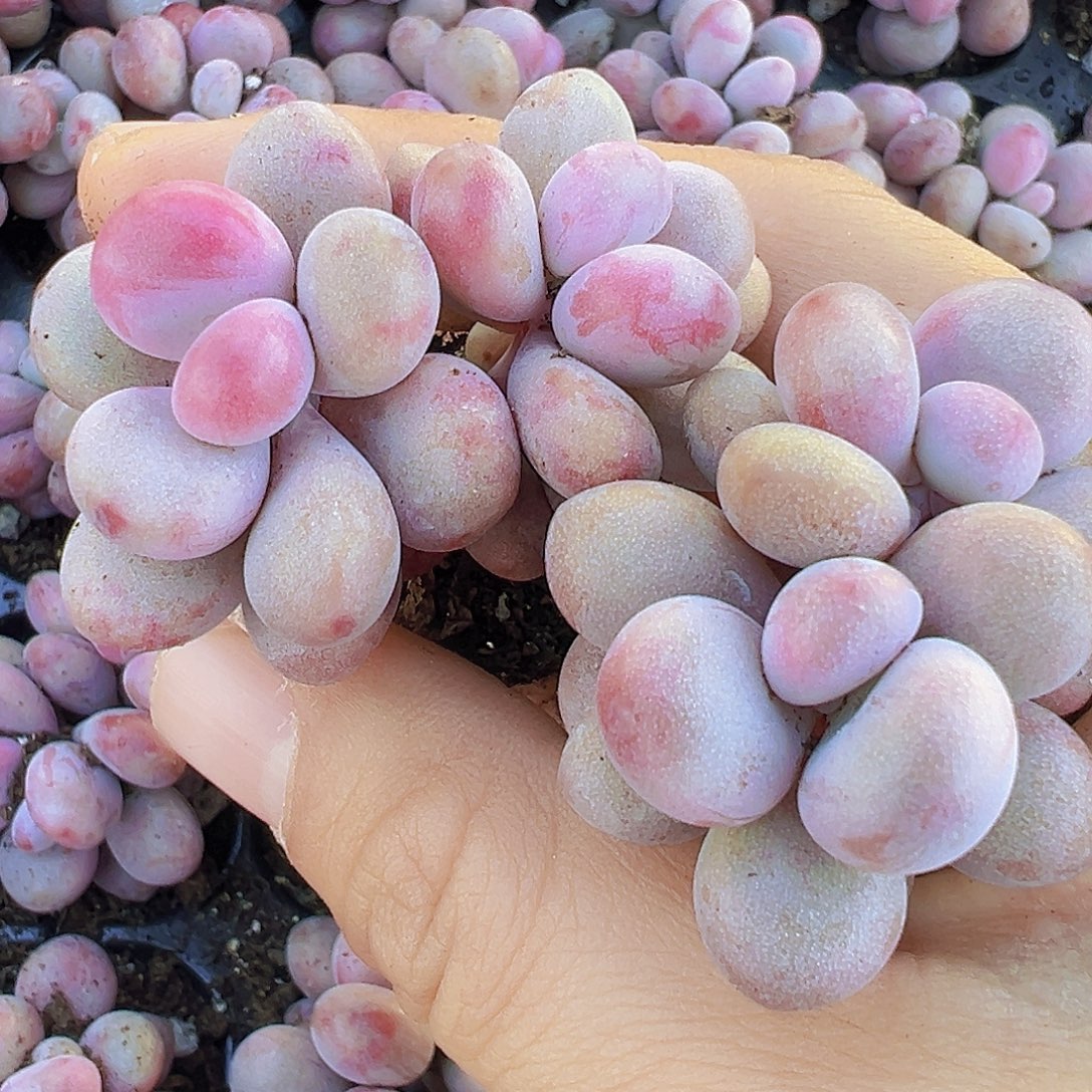 双头糖果桃蛋苗11颗