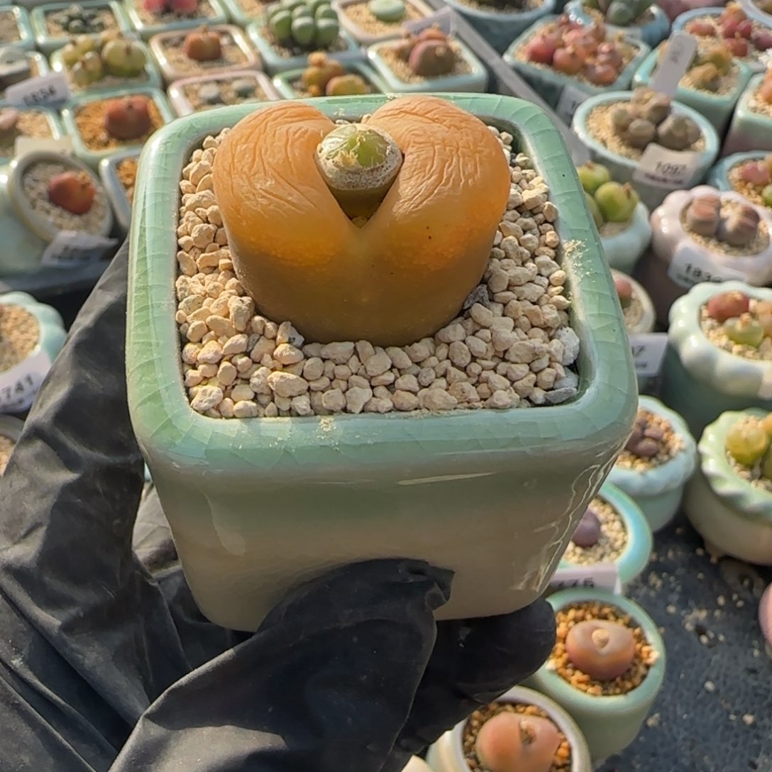 1865-一物一拍 带盆