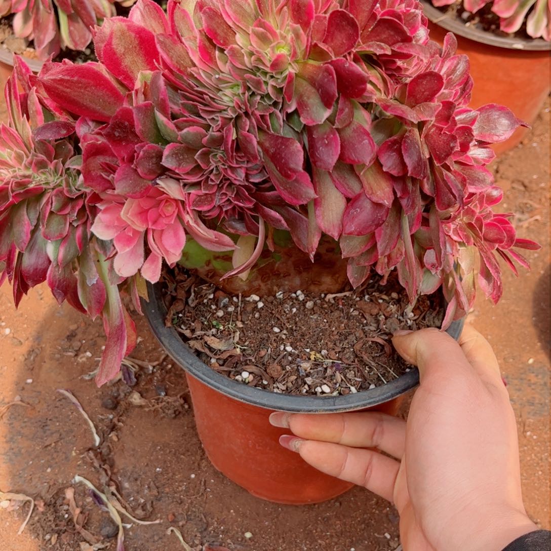 多肉植物403女郎